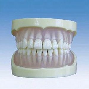 Full mouth transparent Soft rubber Standard tooth model